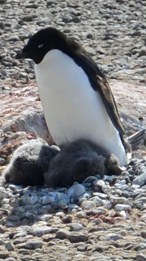 And you thought puppies and kittens were cute! Blue Steel & the little ones here just broke the cute-o-meter.