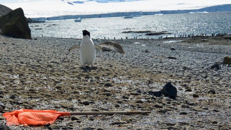 Flag down means I won, right?