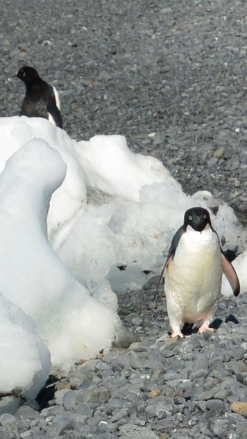 Just TRY and capture our base!