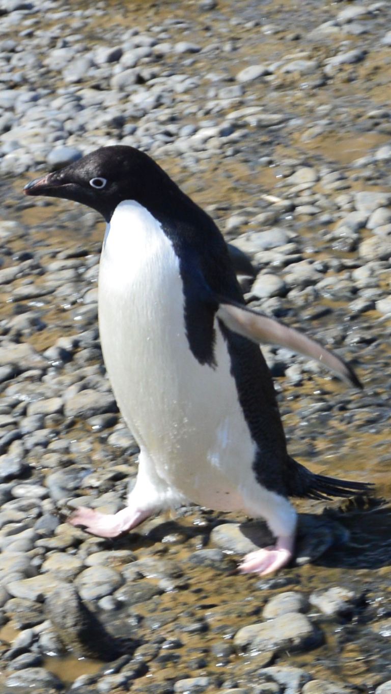 One small step for this penguin, one giant leap for penguin kind!