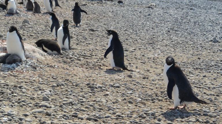 Penguin on the right: “Do you SEE what I’m dealing with? Please take me with you!” “Wait - you eat birds? Ugh.”