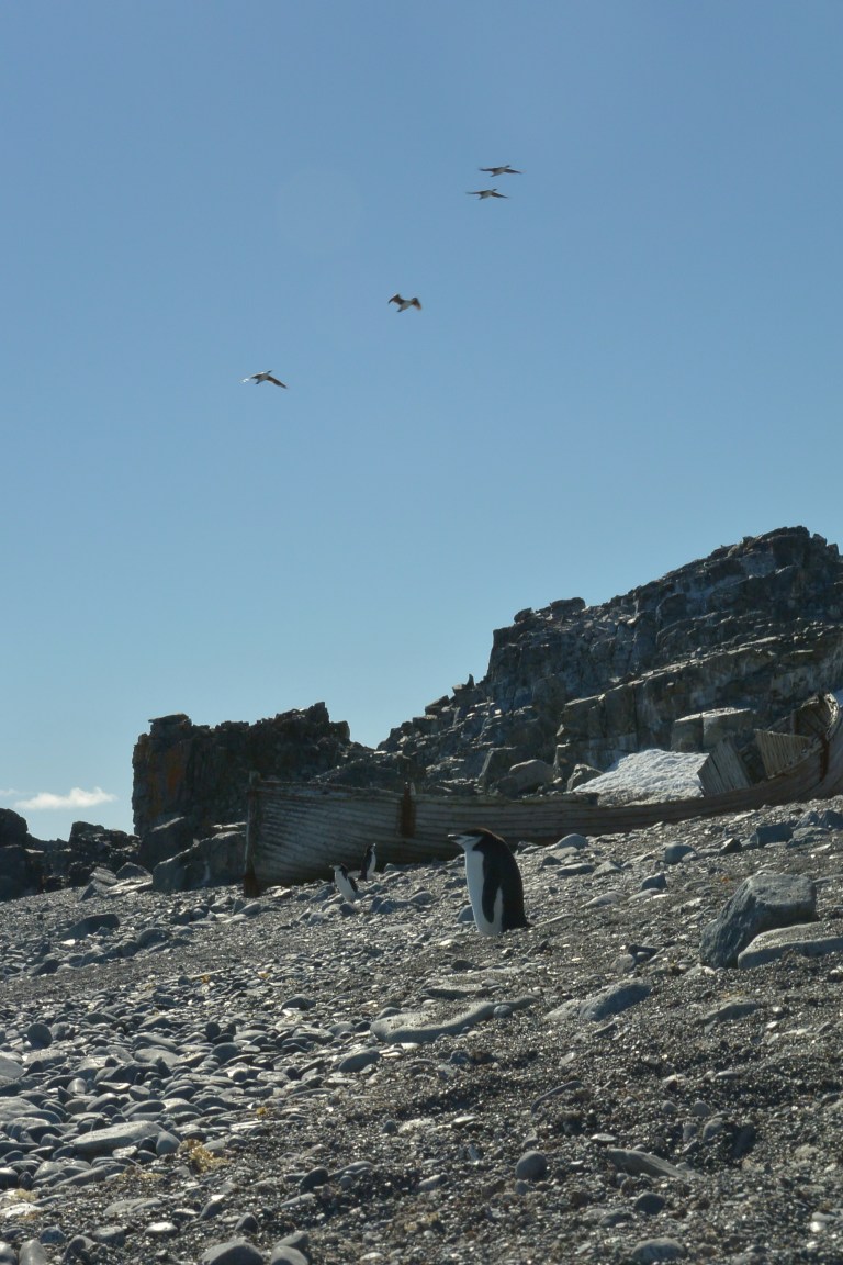 penguins and birds with shipwreck.jpg