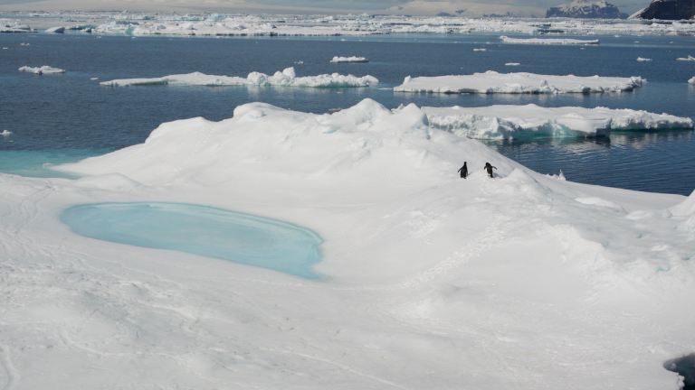 Penguins with poolside realestate #ThetAntarcticLife