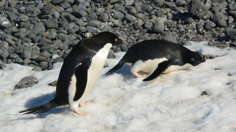 Stop cheesing for the tourists! OMG! I don’t know you. I can’t get caught hanging out with this ANIMAL.
