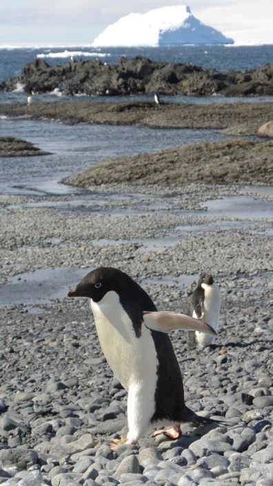 WHAT?! It’s like you’ve never seen a penguin walking around on a beach before. Geez, get that camera out of my face!
